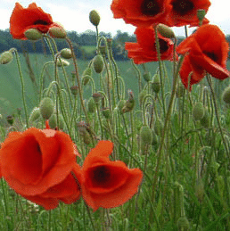 Lest We Forget-Poppies in Flanders Field